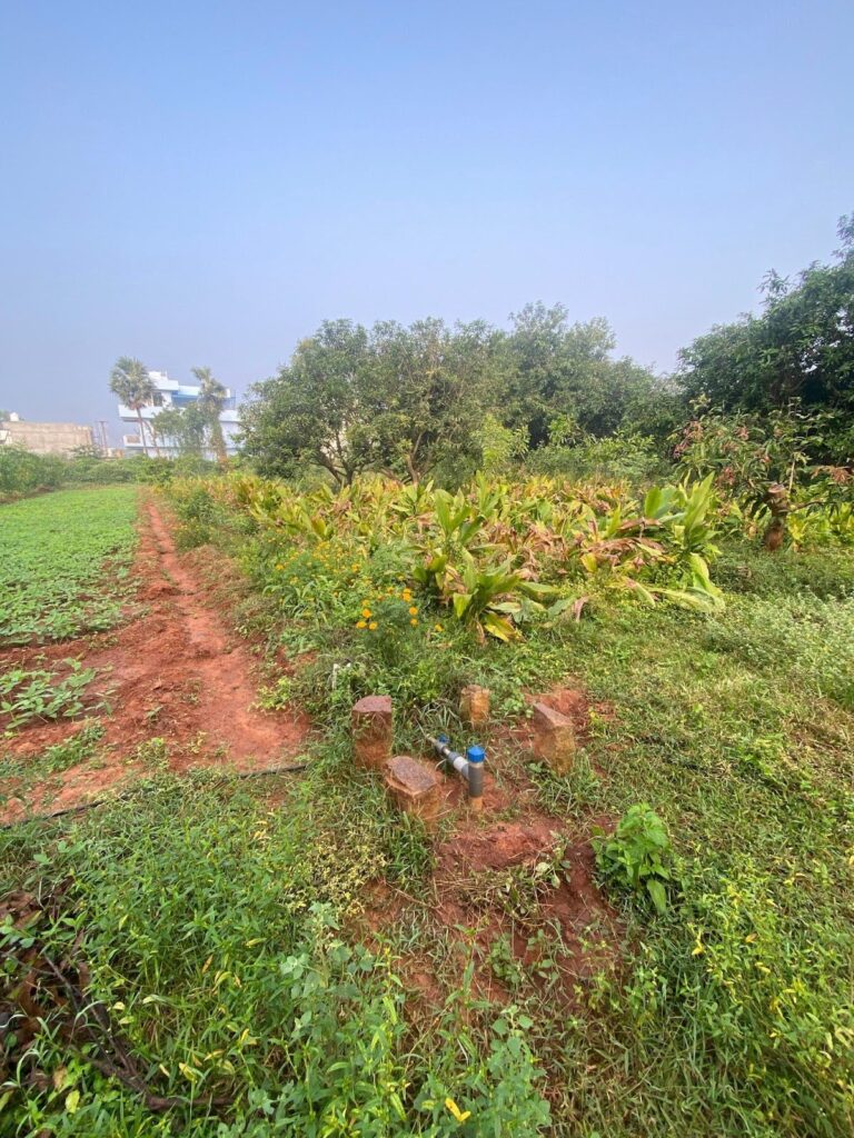 Turmeric planted