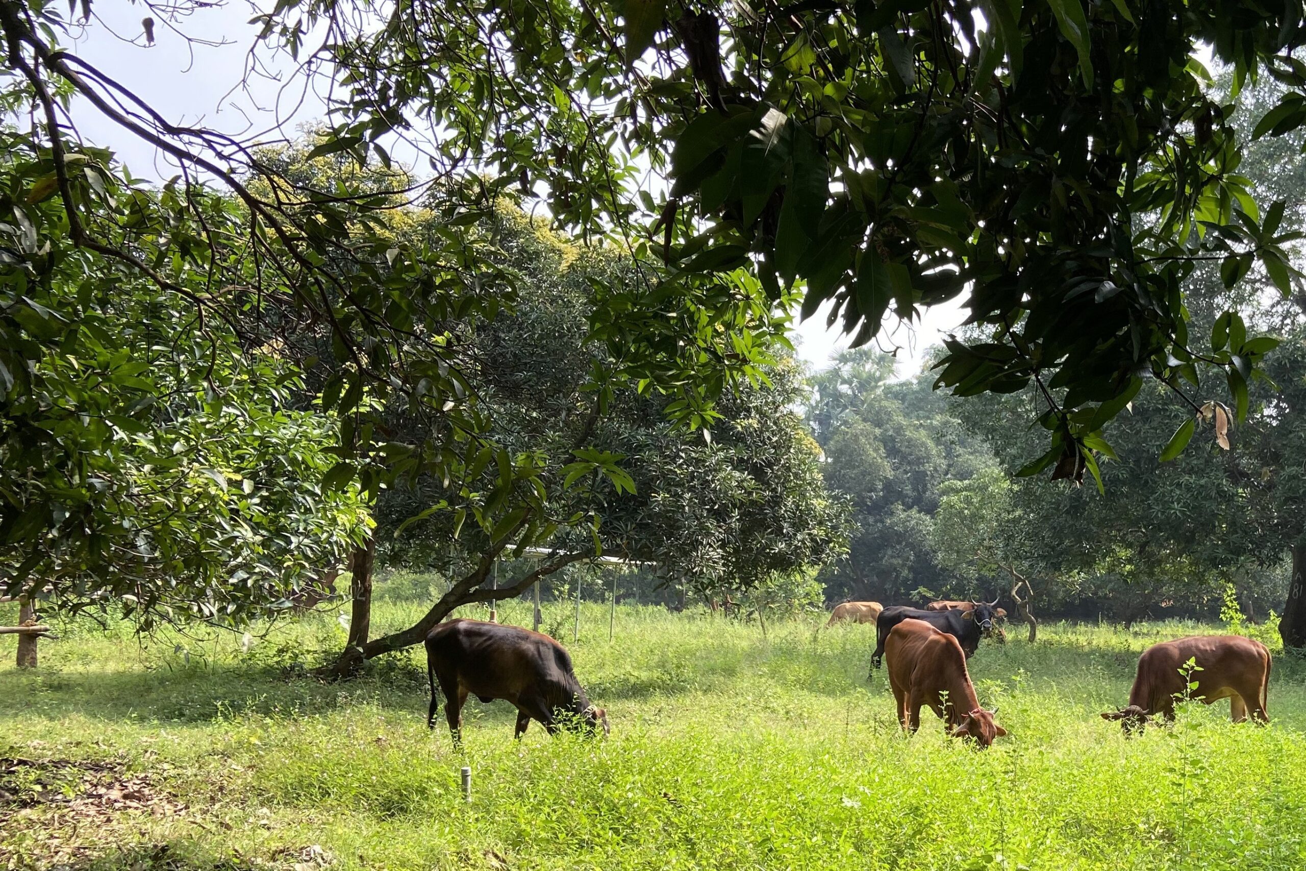 Animals in Agriculture
