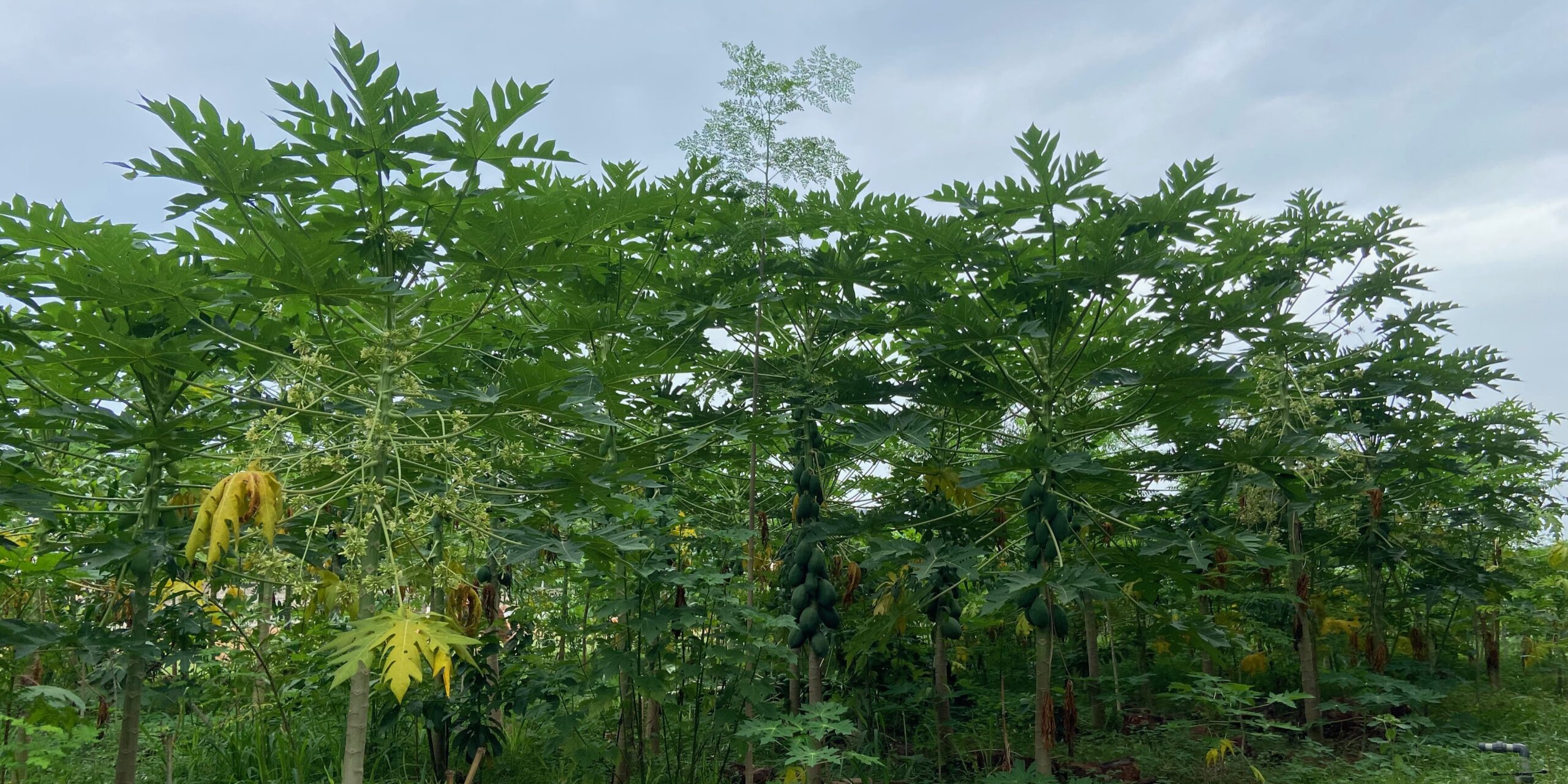 Experiments with Syntropic Agriculture