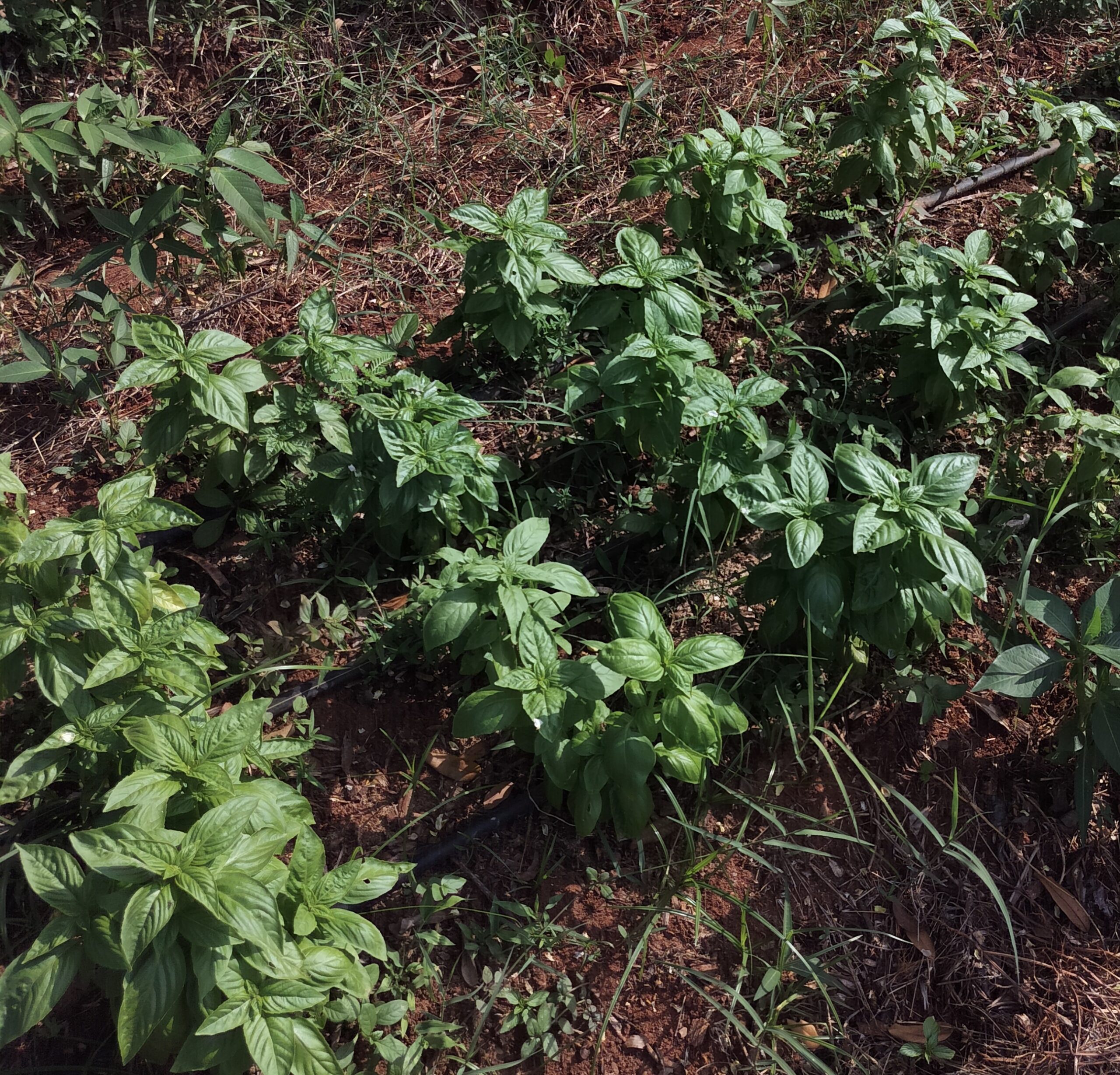 Market Gardening_1 - Copy