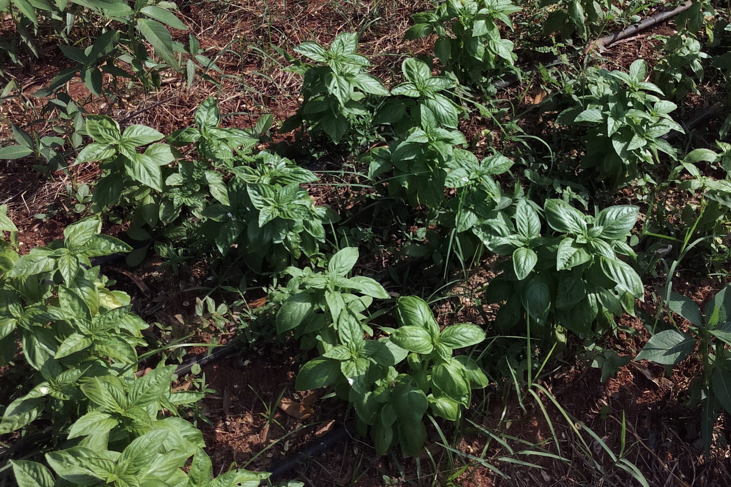 Market Gardening_1 - Copy
