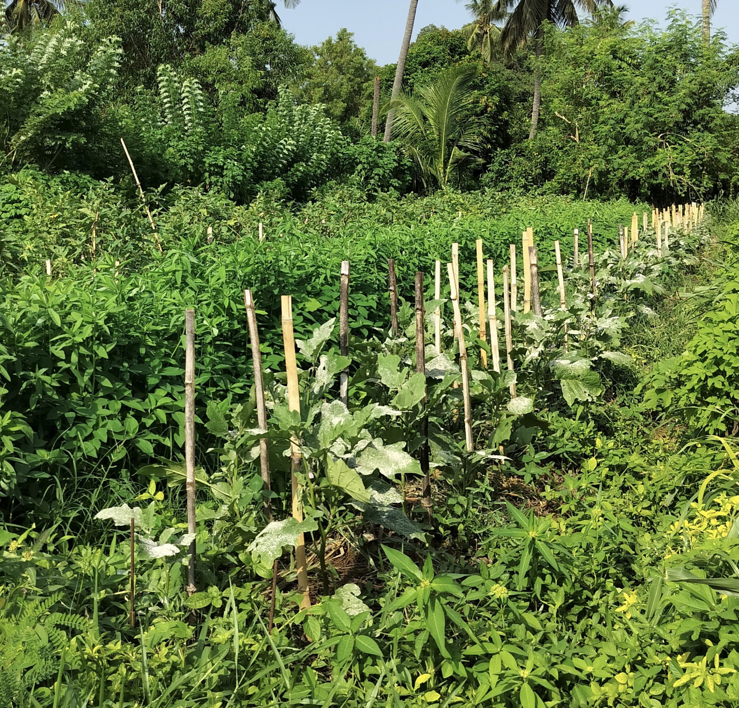 Market Gardening_2