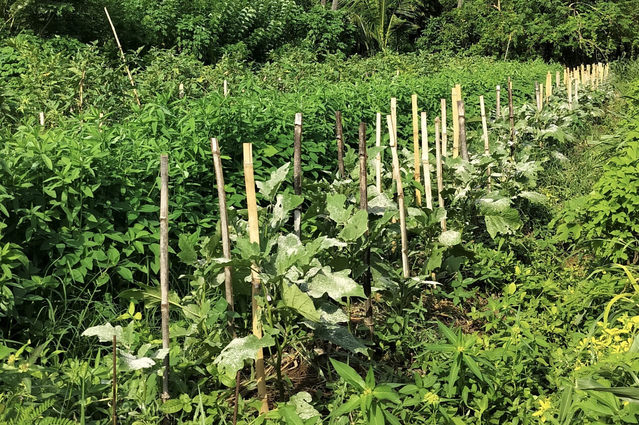 Market Gardening_2
