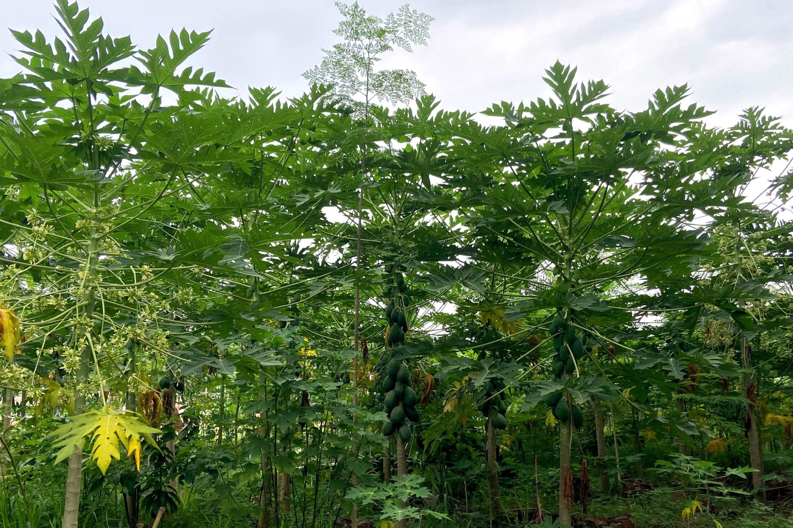 Syntropic Agroforestry