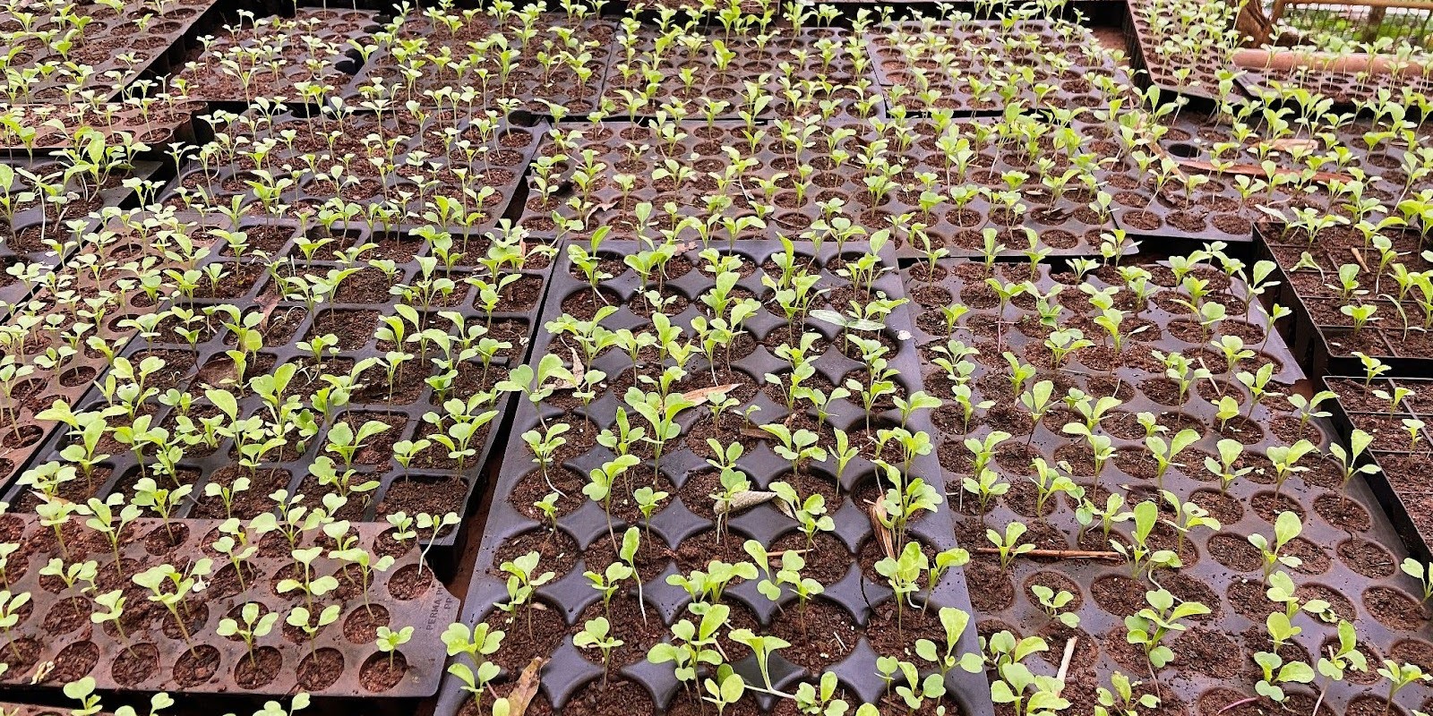 What Did Auroorchard Produce & Where It Went