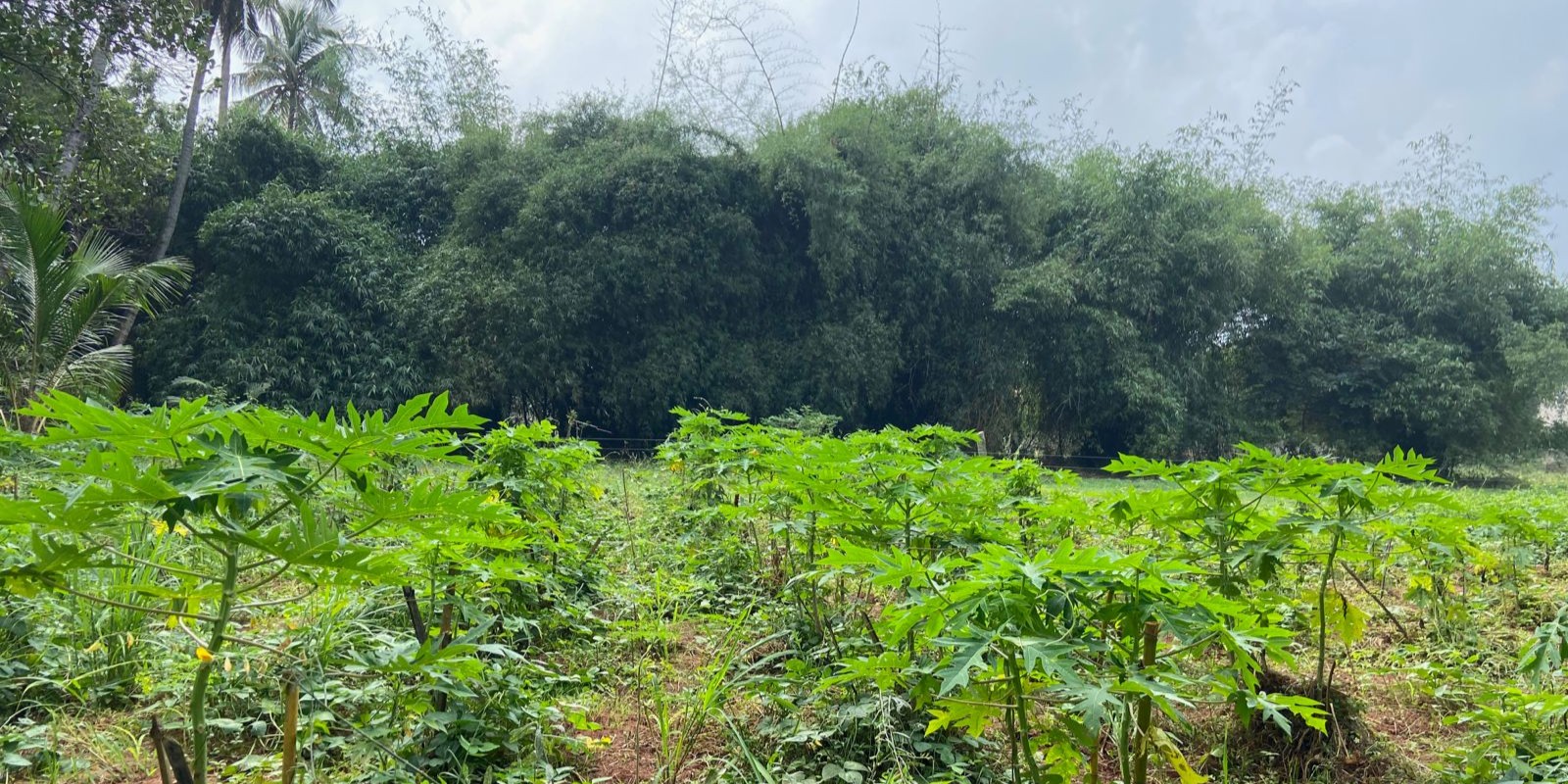 A World Without Agriculture