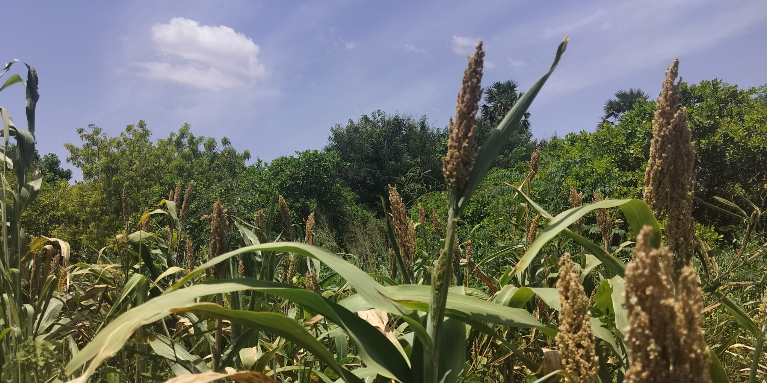 Food and Agriculture in Auroville, India