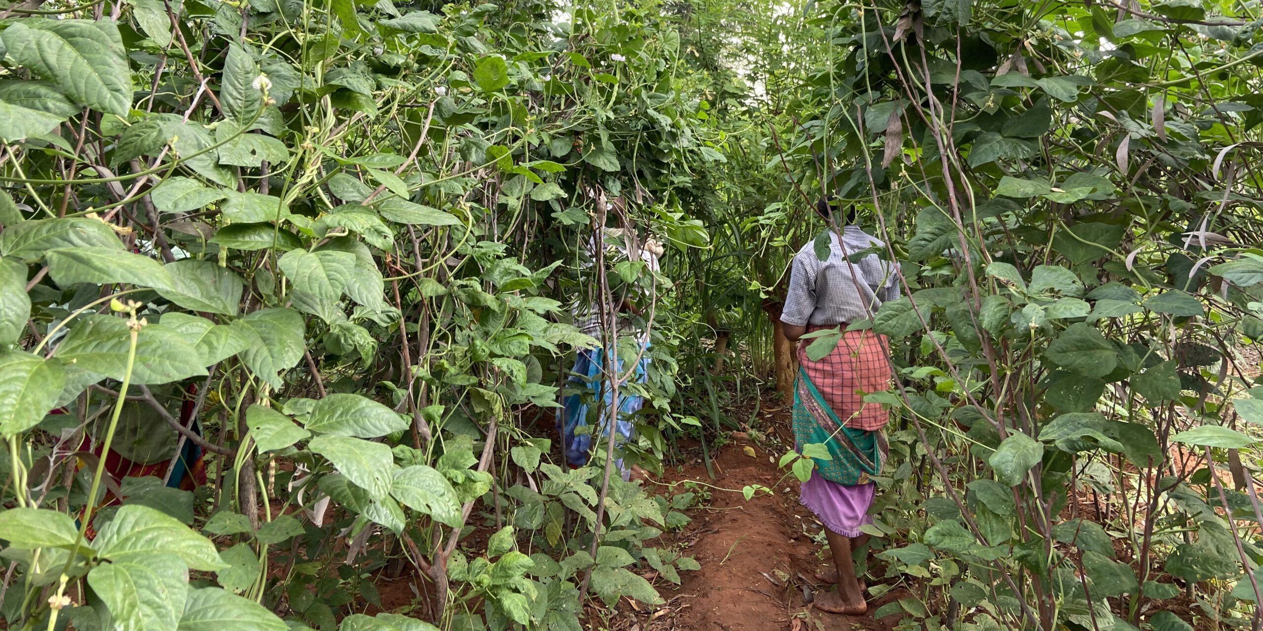 The Lost Generation of Farmers