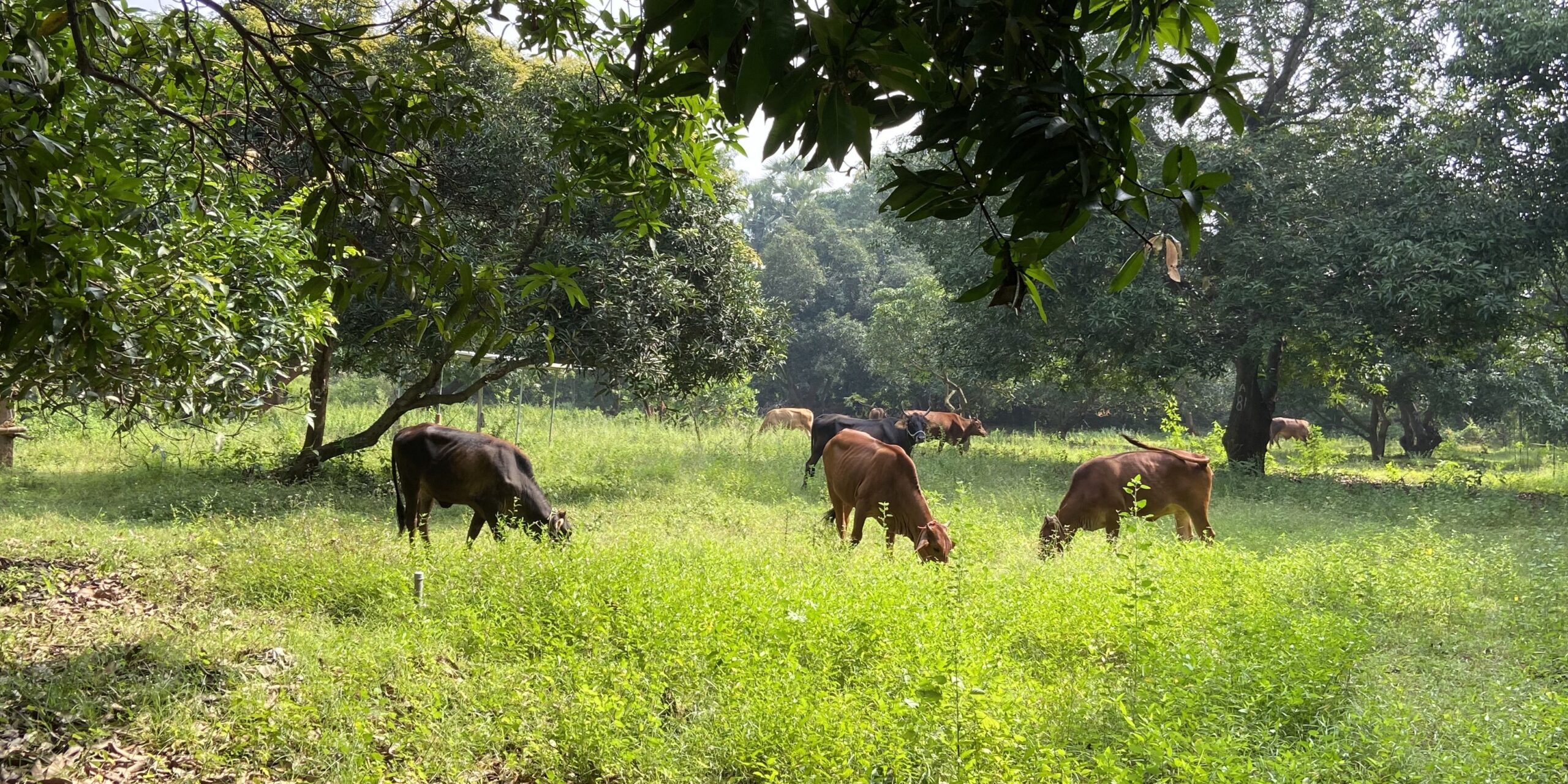 The Dilemma of Animals in Agriculture