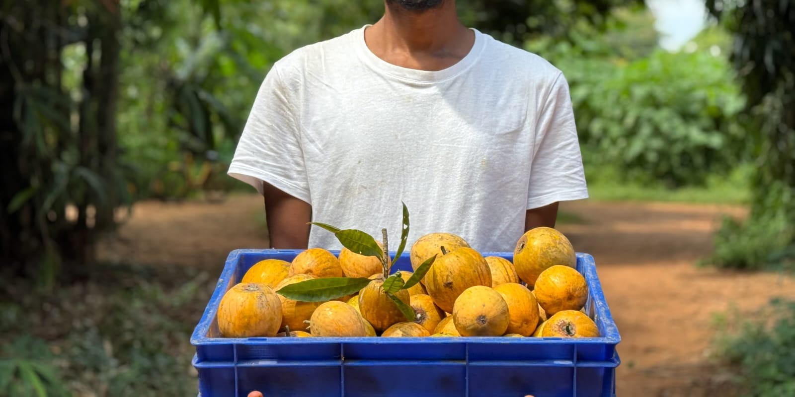 Discovering the Golden Eggfruit…