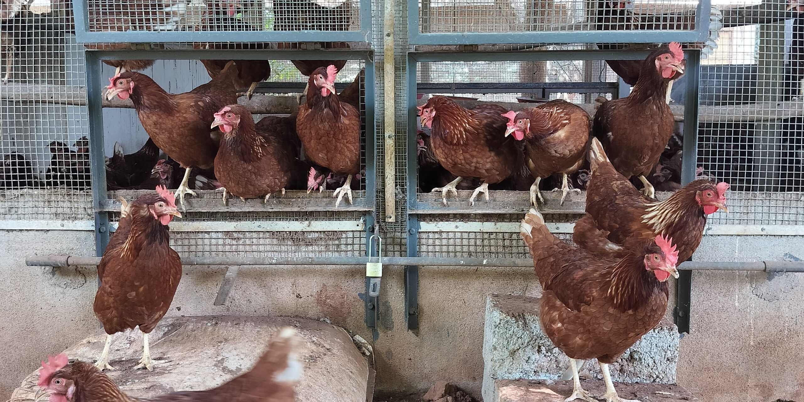 Frequently Asked Questions about Eggs