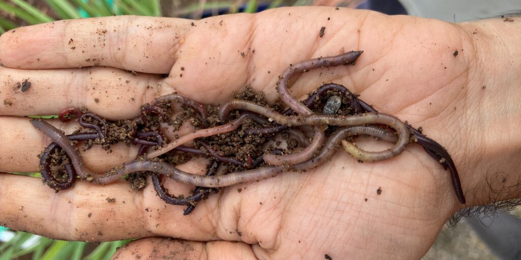 vermicompost