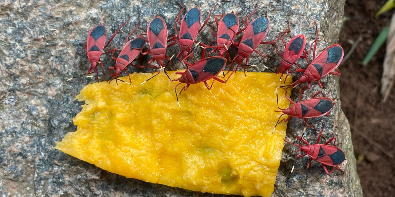 Hunger: A forgotten language