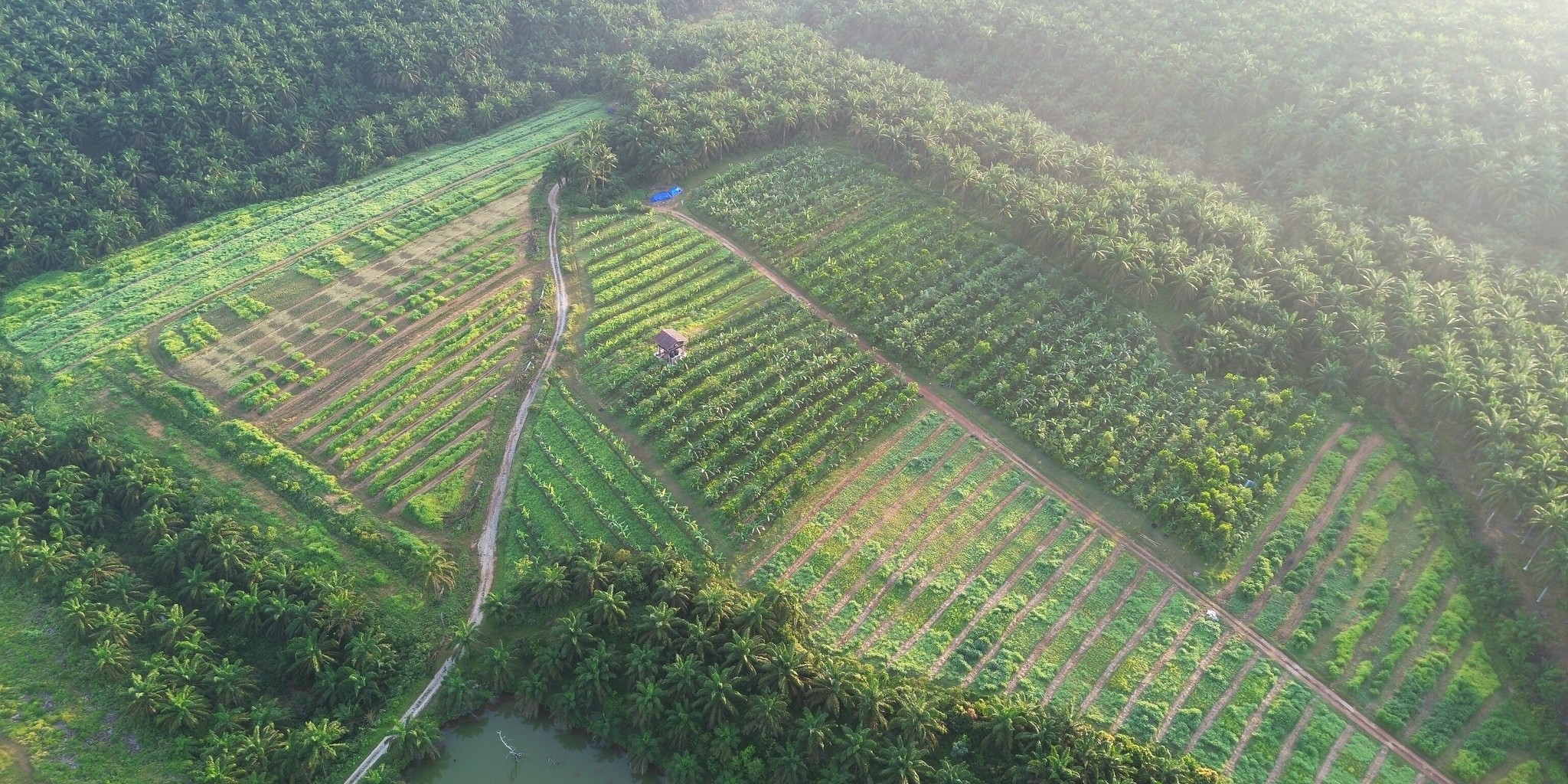 Agroforestry Research Project Update #1