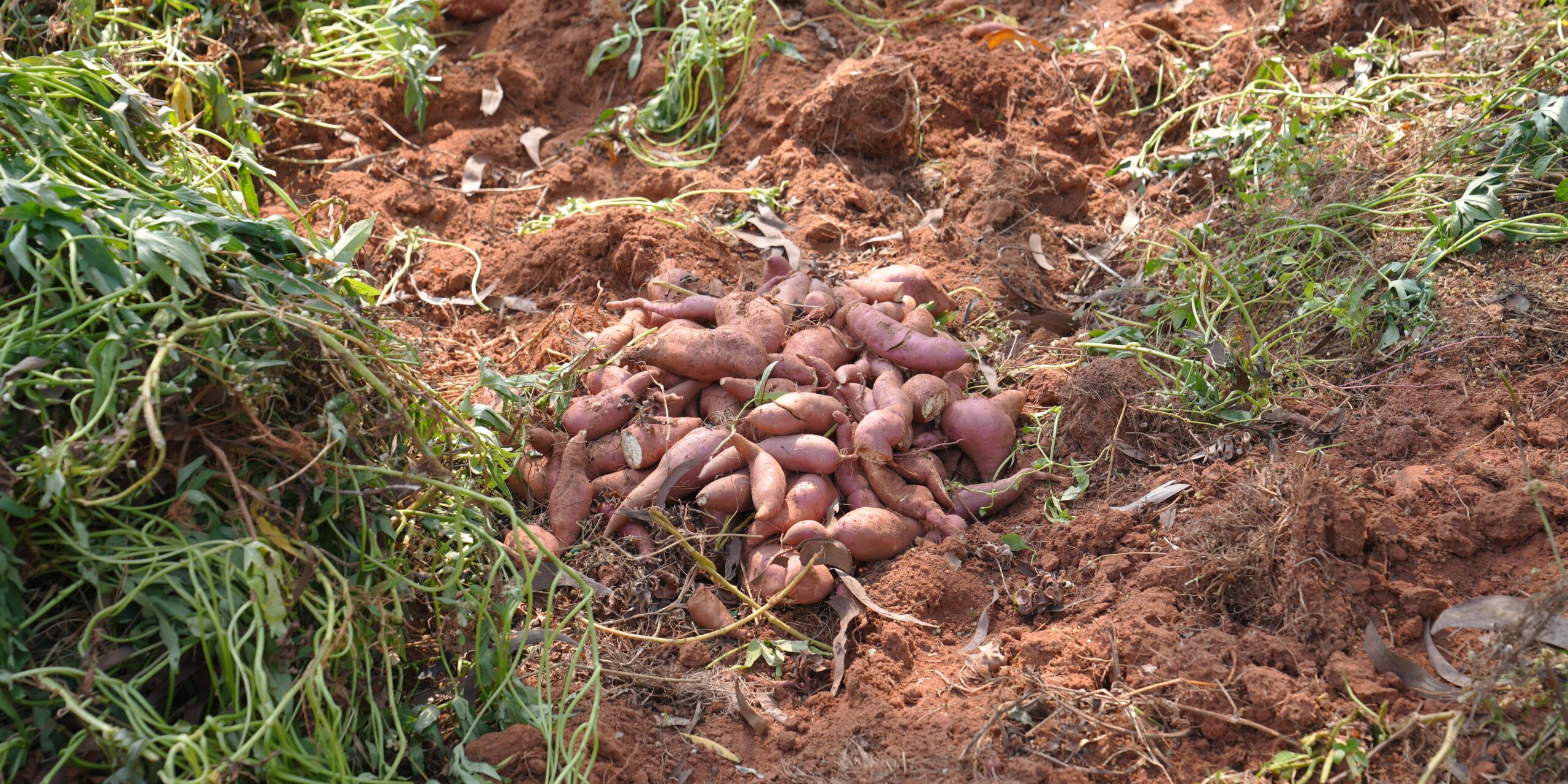 The Six Seasons of Aurovilleㅤㅤㅤㅤ