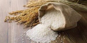 Grains: The Food of Survivalㅤㅤㅤㅤ