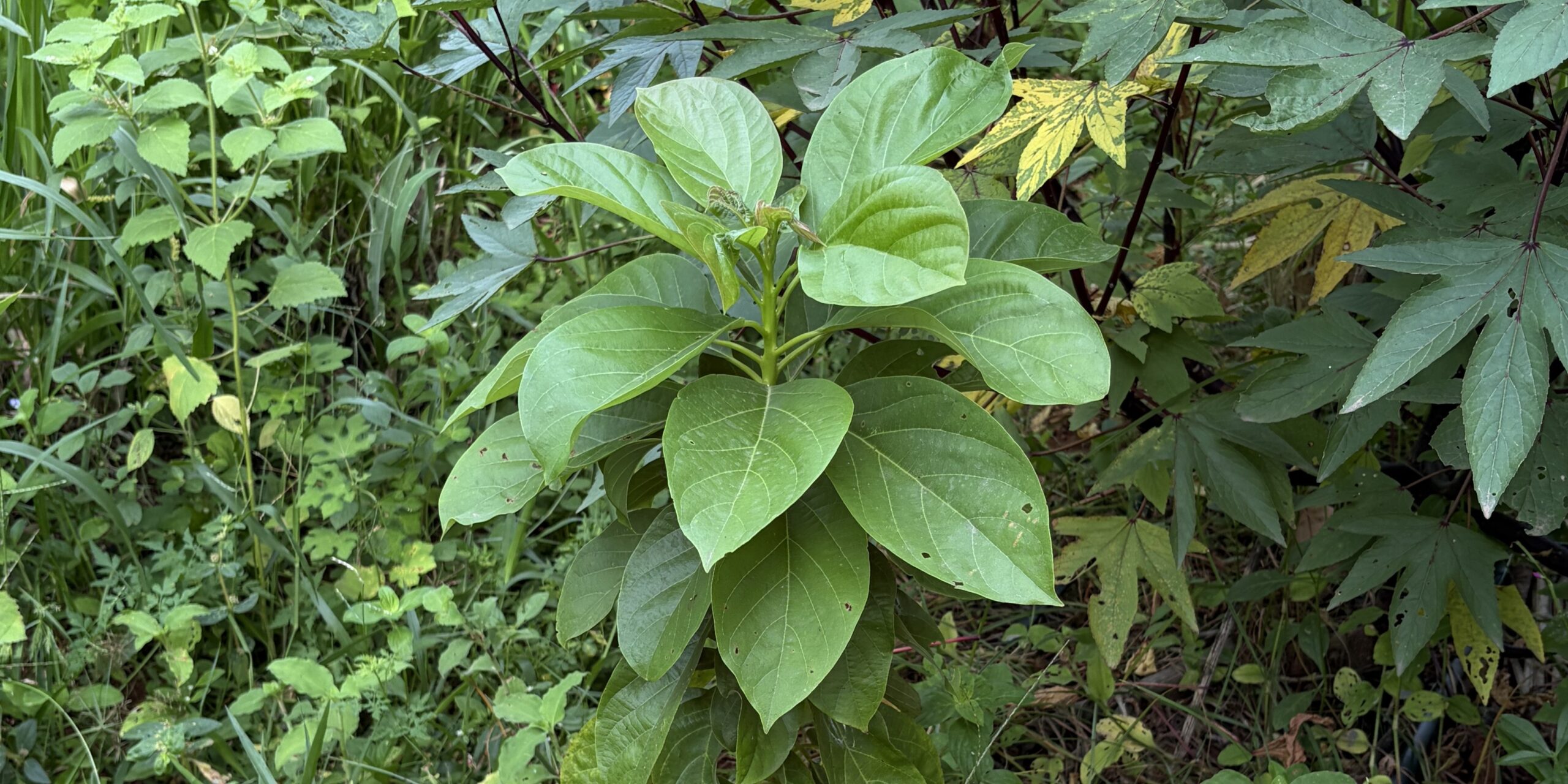 Dry Tropical Syntropic Agroforestry
