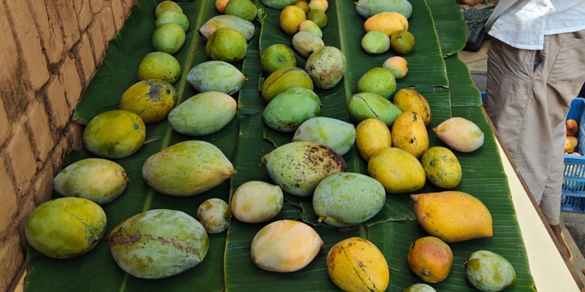 Grateful for Abundance of Mangoes | 2026
