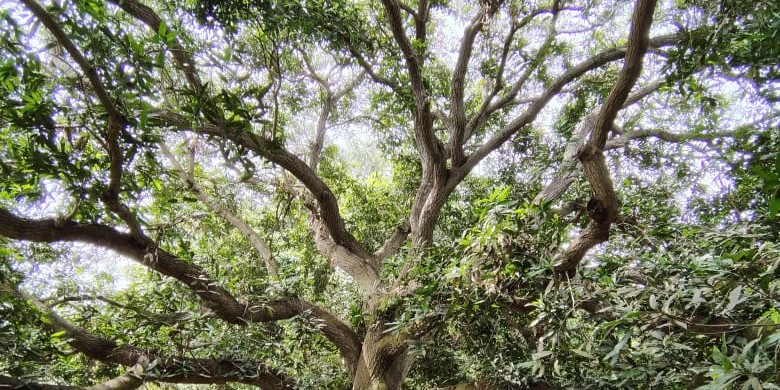 Initiating the Centre for Mango Conservation…