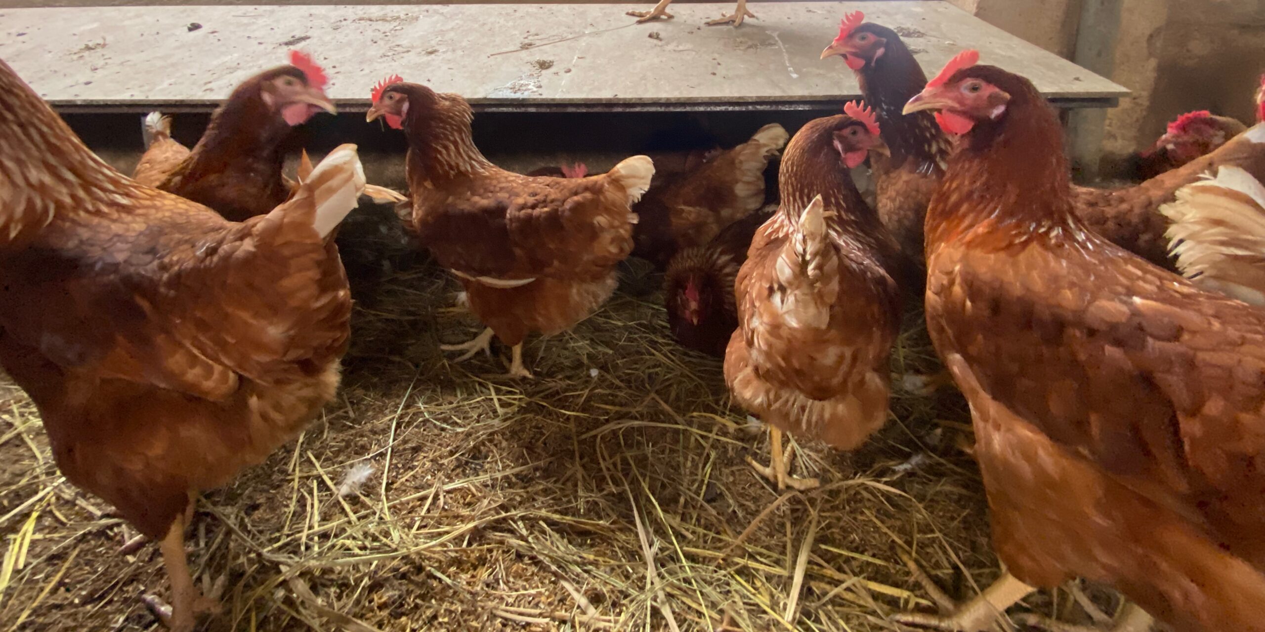Nutrition comparison of AuroOrchard eggs with…