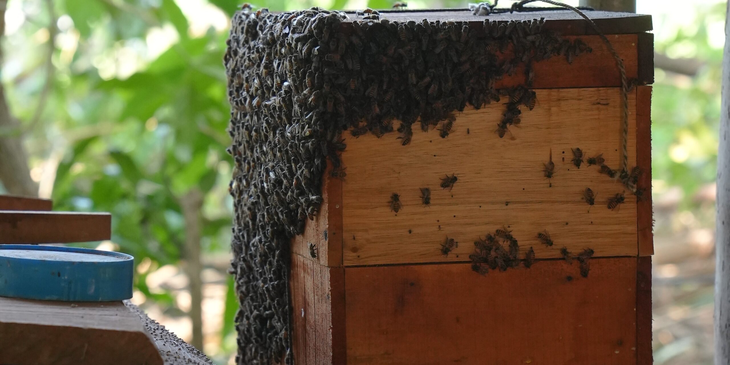 Natural Beekeeping and Apiary Project