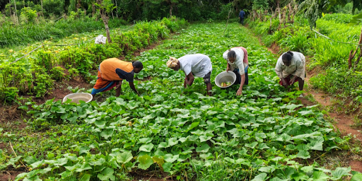 Consciousness in Agricultural Systems